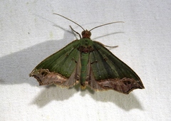 Oligopleura malachitaria