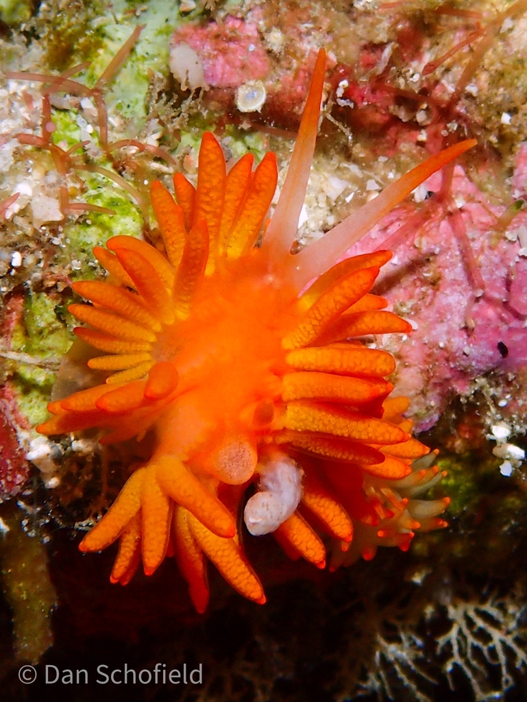 Blackgill Tenellia