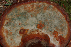 Trichoderma harzianum