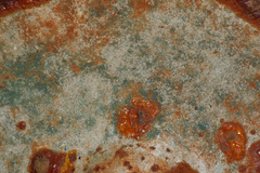 Trichoderma harzianum