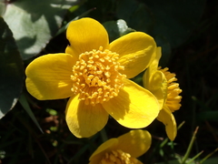 Caltha palustris
