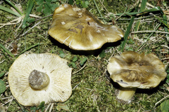 Tricholoma aestuans