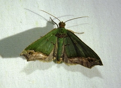 Oligopleura malachitaria