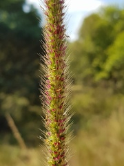 Setaria sphacelata sericea
