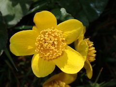 Caltha palustris