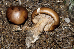 Tricholoma ustale