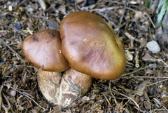Tricholoma ustale