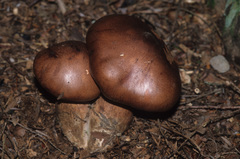 Tricholoma ustale