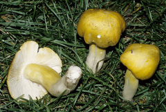 Tricholoma subluteum