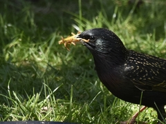 Sturnus vulgaris