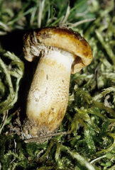 Tricholoma aurantium