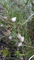 Cliffortia strobilifera