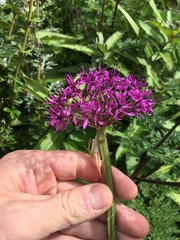 Allium wallichii