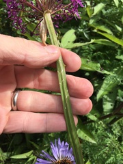 Allium wallichii
