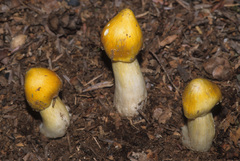Tricholoma sejunctum