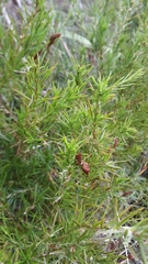 Cliffortia strobilifera