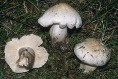 Tricholoma columbetta