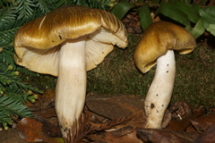 Tricholoma arvernense