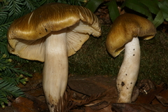 Tricholoma arvernense