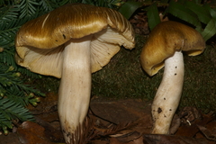 Tricholoma arvernense