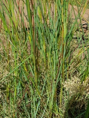 Setaria sphacelata sericea