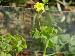 Oxalis rubens