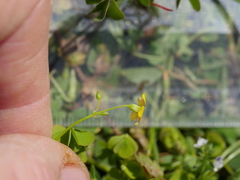 Oxalis rubens