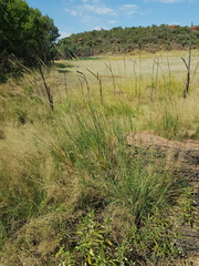 Setaria sphacelata sericea