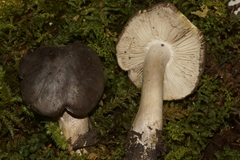 Tricholoma nigrum
