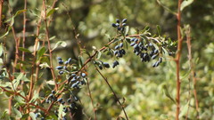 Berberis integerrima