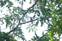 Eurylaimus javanicus