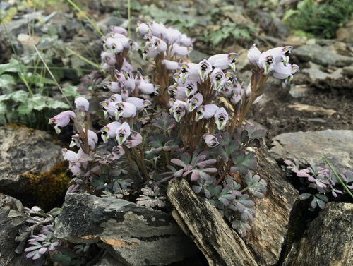 Corydalis latiflora
