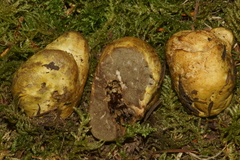 Truncocolumella citrina