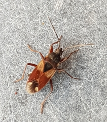 Eremocoris abietis