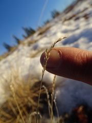 Poa glauca