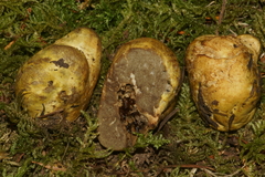 Truncocolumella citrina