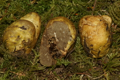 Truncocolumella citrina