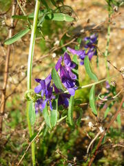 Vicia eriocarpa