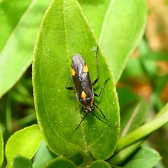 Capsodes flavomarginatus