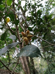 Chionanthus foveolatus