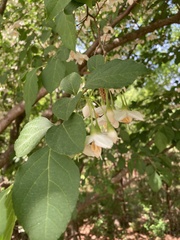 Styrax americanus