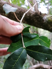 Chionanthus foveolatus
