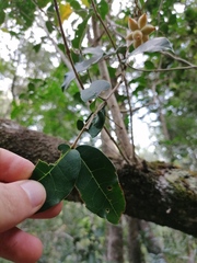 Chionanthus foveolatus