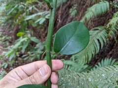 Rhaphidophora hongkongensis