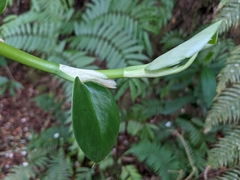 Rhaphidophora hongkongensis