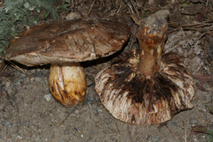 Tricholoma colossus