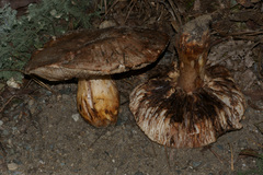 Tricholoma colossus
