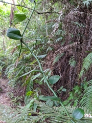 Rhaphidophora hongkongensis