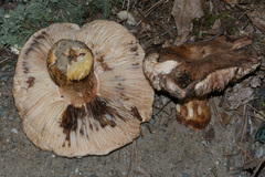 Tricholoma colossus