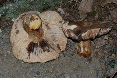 Tricholoma colossus